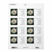 Square Foto - Candytuft Daisy (Vorne)