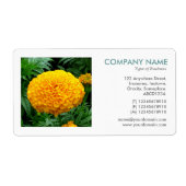 Square Foto - Chrysanthemum (Vorne)