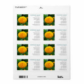 Square Foto - Chrysanthemum (Vorne)