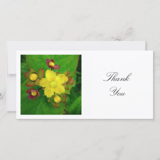Square Foto - Hypericum Dankeskarte