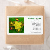 Square Foto - Hypericum perforatum (Insitu)