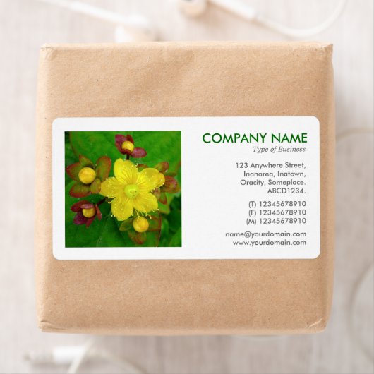 Square Foto - Hypericum perforatum (Insitu)