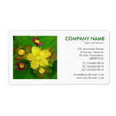 Square Foto - Hypericum perforatum (Vorne)