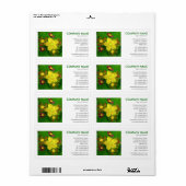 Square Foto - Hypericum perforatum (Vorne)