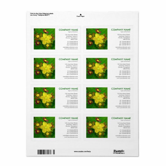 Square Foto - Hypericum perforatum (Vorne)