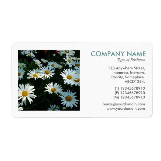 Square Foto - Shasta Daisies (Vorne)