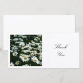 Square Foto - Shasta Daisies Dankeskarte (Vorne/Hinten)