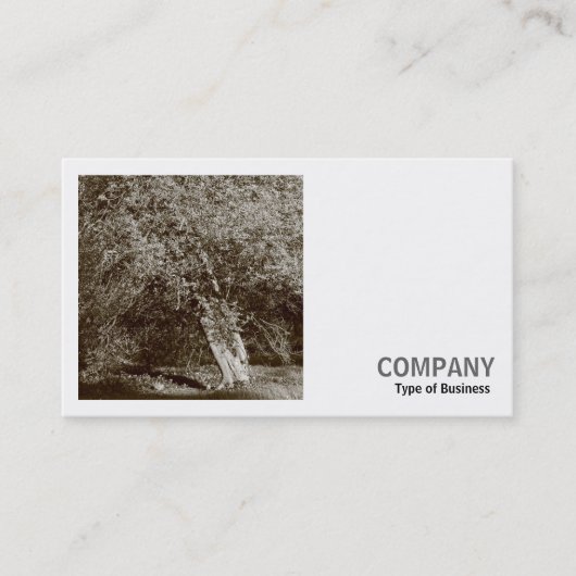 Square Foto (v2) - Holly Tree - Sepia Visitenkarte (Vorderseite)