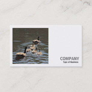 Square Foto (v2) - Kanada Gänse mit Goslings Visitenkarte