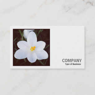Square Foto (v2) - White Crocus Visitenkarte