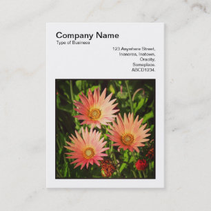 Square Foto (v3) - African Daisies Visitenkarte