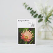 Square Foto (v3) - African Daisy Visitenkarte (Stehend Vorderseite)