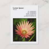 Square Foto (v3) - African Daisy Visitenkarte (Rückseite)