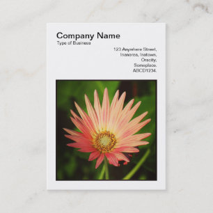 Square Foto (v3) - African Daisy Visitenkarte
