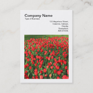 Square Foto (v3) - Bett of Red Tulips 02 Visitenkarte