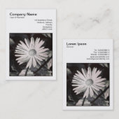 Square Foto (v3) - Daisy Visitenkarte (Vorne/Hinten)
