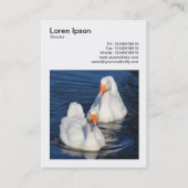 Square Foto (v3) - Emden Gänse Visitenkarte (Rückseite)