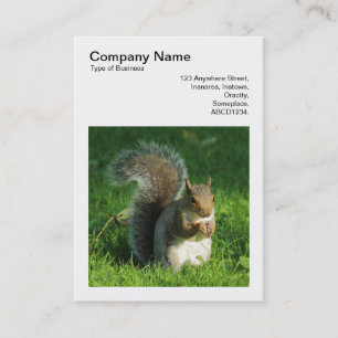 Square Foto (v3) - Gray Squirrel Eating Nuts Visitenkarte