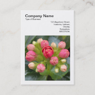 Square Foto (v3) - Kalanchoe Buds Visitenkarte