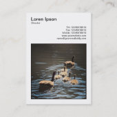 Square Foto (v3) - Kanada Gänse und Goslings Visitenkarte (Rückseite)