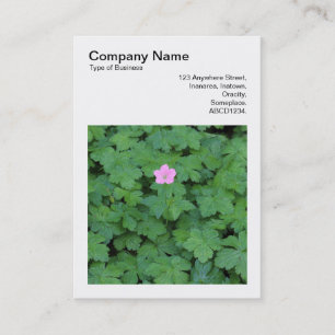 Square Foto (v3) - Lone Geranium Visitenkarte