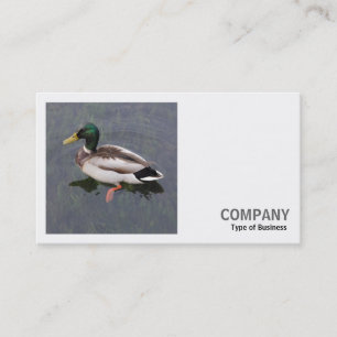 Square Foto (v3) - Mallard Duck Visitenkarte