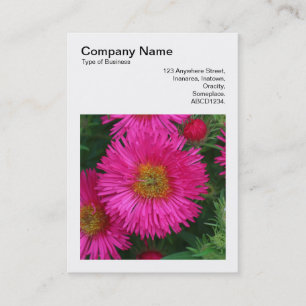 Square Foto (v3) - Michaelmas Daisies 03 Visitenkarte