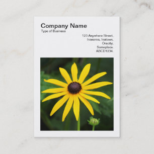 Square Foto (v3) - Rudbeckia hirta Visitenkarte