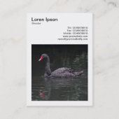 Square Foto (v3) - Schwarzer Schwan Visitenkarte (Rückseite)