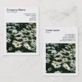 Square Foto (v3) - Shasta Daisies Visitenkarte (Vorne/Hinten)