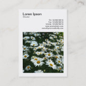 Square Foto (v3) - Shasta Daisies Visitenkarte (Rückseite)