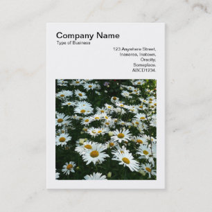 Square Foto (v3) - Shasta Daisies Visitenkarte