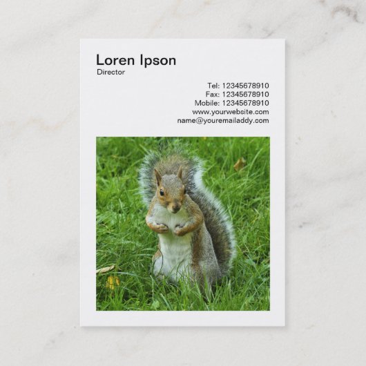 Square Foto (v3) - Started Gray Eichhörnchen Visitenkarte (Rückseite)