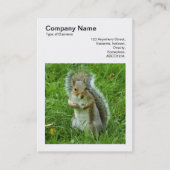 Square Foto (v3) - Started Gray Eichhörnchen Visitenkarte (Vorderseite)