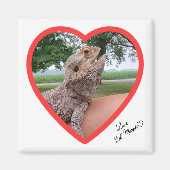 Square Lizard Liebe Magnet (Vorne)