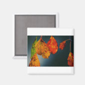 Square Magnet (Vorderseite/Rückseite)