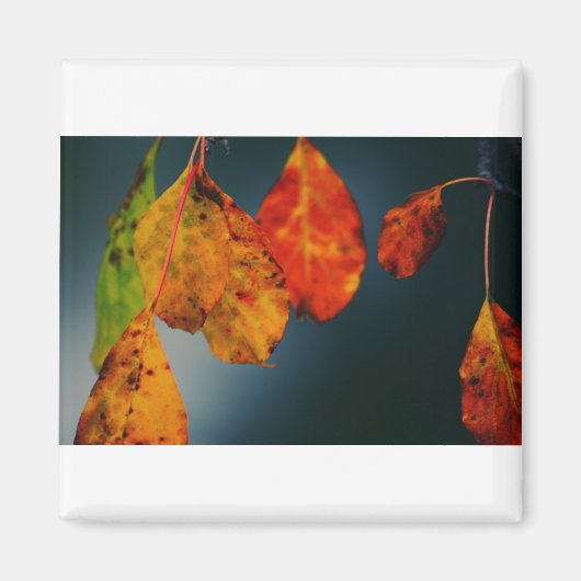 Square Magnet (Vorne)