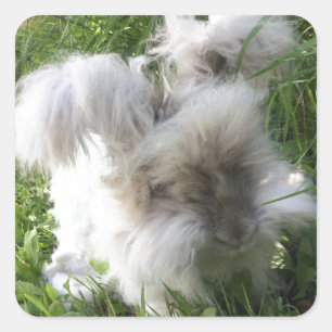 Square Stickers - English Angora Rabbit "Bradley"