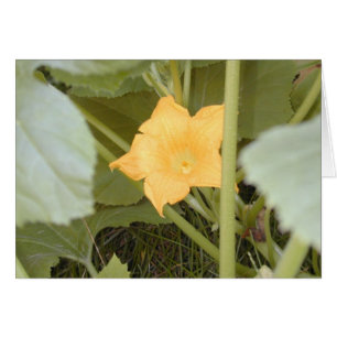 Squash-Blossom-Karte