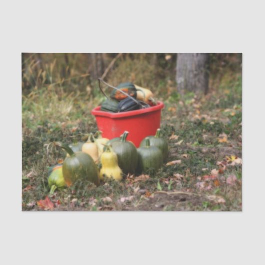 Squash Country Garden Harvest Orton Decoupage Seidenpapier (Vorderseite)