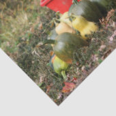 Squash Country Garden Harvest Orton Decoupage Seidenpapier (Ausschnitt)