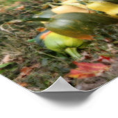 Squash Country Garden Harvest Orton Poster (Ecke)