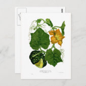 Squash (Cucurbita maxima) Postkarte (Vorne/Hinten)