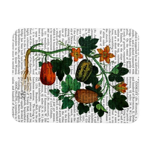 Squash Vine 1 Magnet (Horizontal)