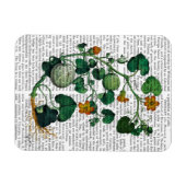Squash Vine 2 Magnet (Horizontal)