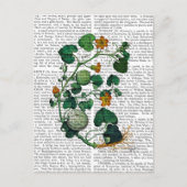 Squash Vine 2 Postkarte (Vorderseite)