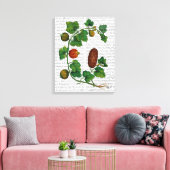 Squash Vine 3 Leinwanddruck (Insitu (Wohnzimmer))