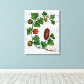 Squash Vine 3 Leinwanddruck (Insitu (Holzboden))