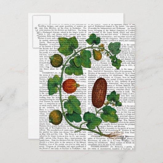 Squash Vine 3 Postkarte (Vorne/Hinten)