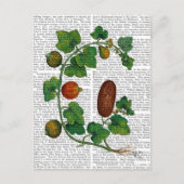 Squash Vine 3 Postkarte (Vorderseite)